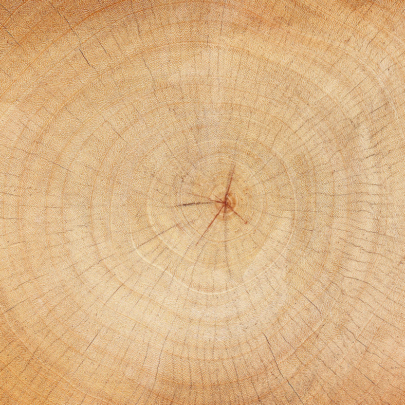 Holzfaser Holzfaser